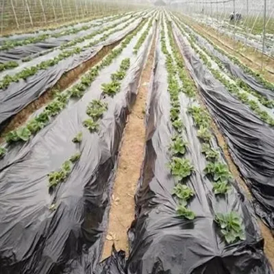 Mulčas plēves ražošanas process